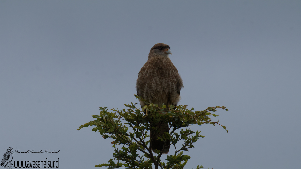 Tiuque - Daptrius chimango (Vieillot) 1816 Tiuque - Daptrius chimango (Vieillot) 1816