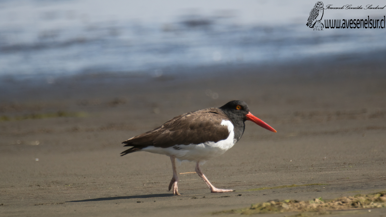 Pilpilén - Haematopus palliatus Temminck 1820 Pilpilén - Haematopus palliatus Temminck 1820