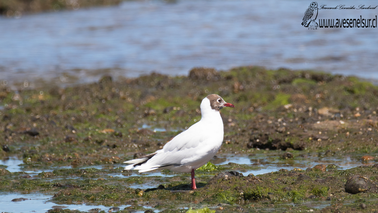 Cáhuil - Chroicocephalus maculipennis (Lichtenstein) 1823 Cáhuil - Chroicocephalus maculipennis (Lichtenstein) 1823