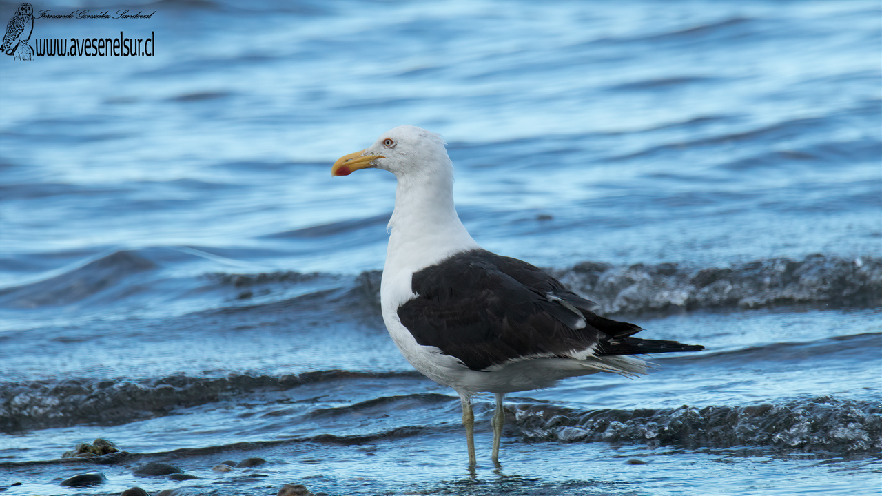 Gaviota dominicana - Larus dominicanus Lichtenstein 1823 Gaviota dominicana - Larus dominicanus Lichtenstein 1823