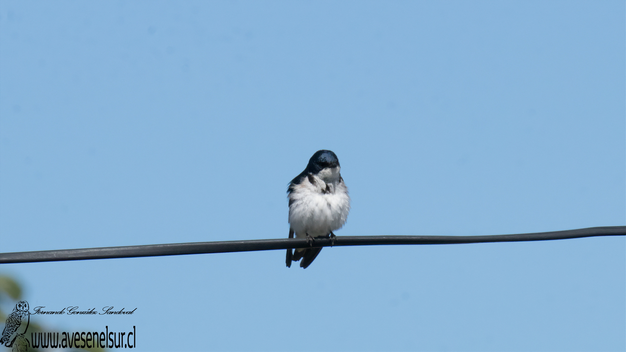 Golondrina chilena - Tachycineta leucopyga (Meyen) 1834 Golondrina chilena - Tachycineta leucopyga (Meyen) 1834