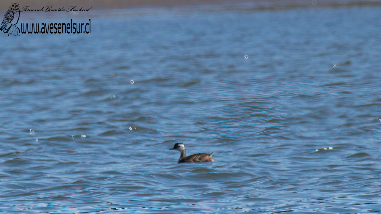 Pimpollo - Rollandia rolland (Gaimard) 1823 Pimpollo - Rollandia rolland (Gaimard) 1823