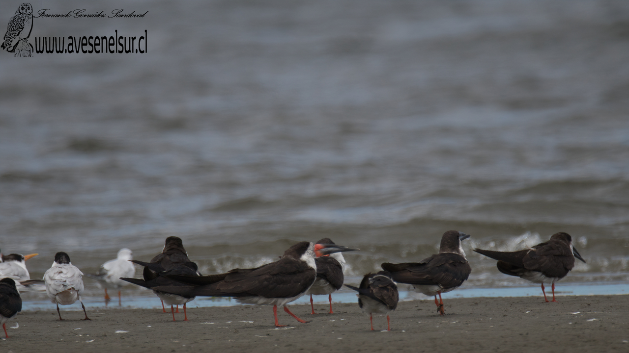 Rayador - Rynchops niger Linnaeus 1758 Rayador - Rynchops niger Linnaeus 1758