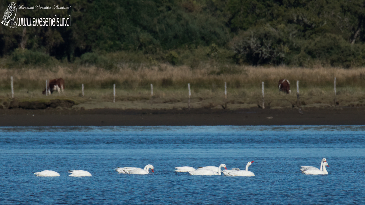 Cisne coscoroba - Coscoroba coscoroba (Molina) 1782 Cisne coscoroba - Coscoroba coscoroba (Molina) 1782