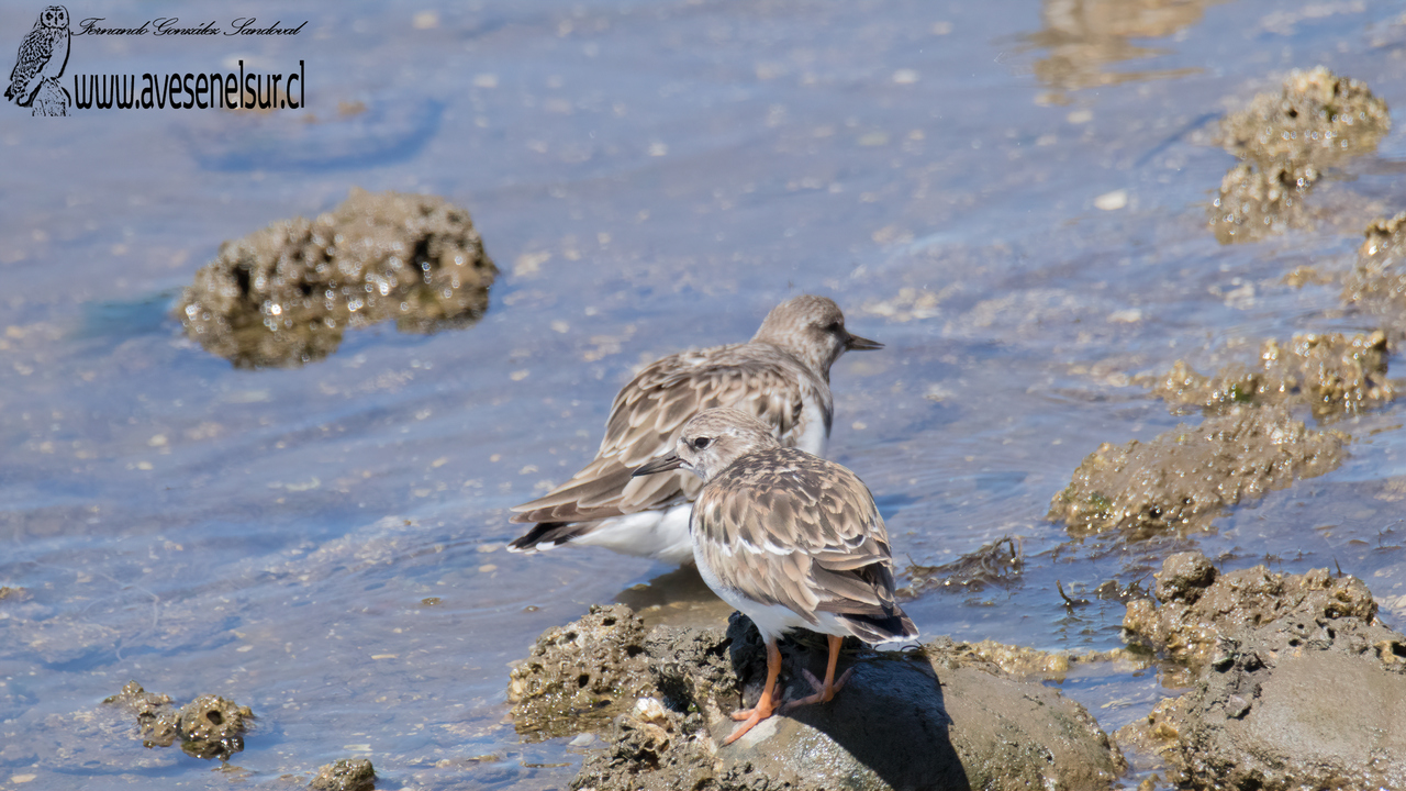 Playero vuelvepiedras - Arenaria interpres (Linnaeus) 1758 Playero vuelvepiedras - Arenaria interpres (Linnaeus) 1758