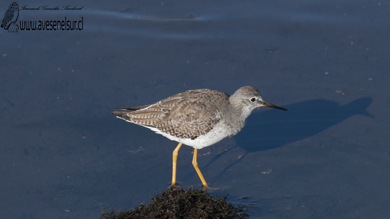 Pitotoy chico - Tringa flavipes (Gmelin) 1789 Pitotoy chico - Tringa flavipes (Gmelin) 1789