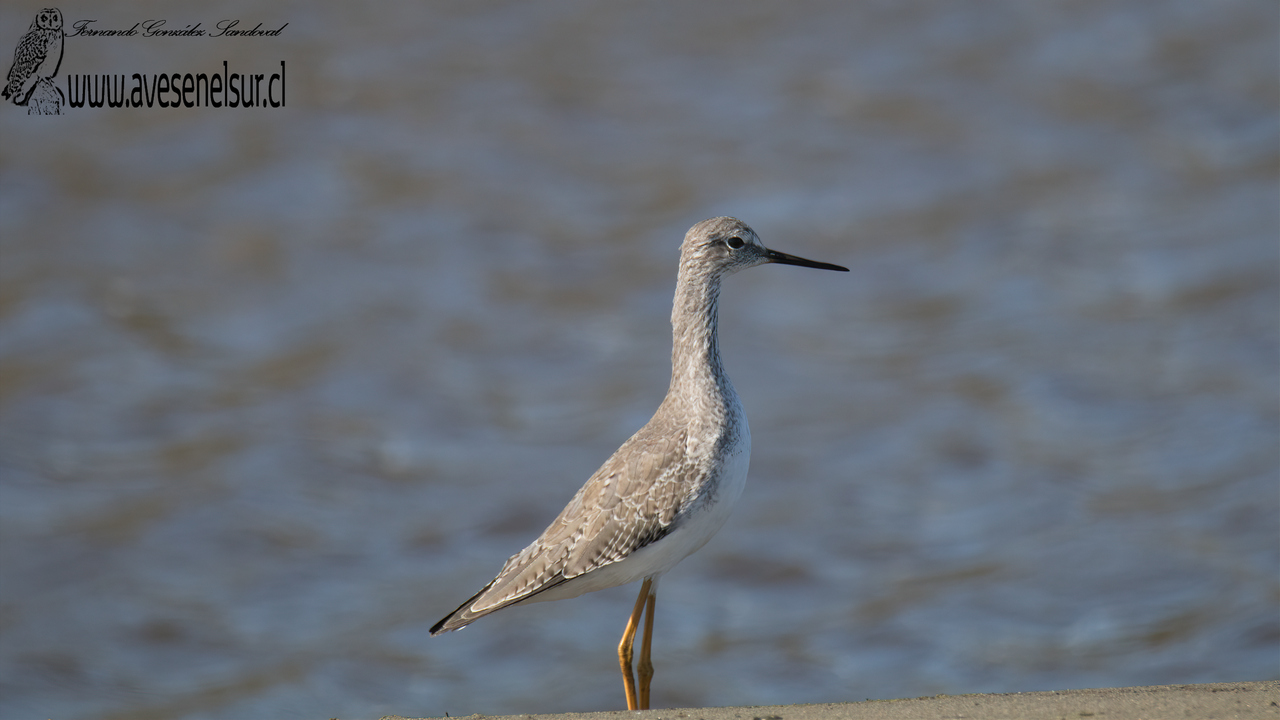 Pitotoy chico - Tringa flavipes (Gmelin) 1789