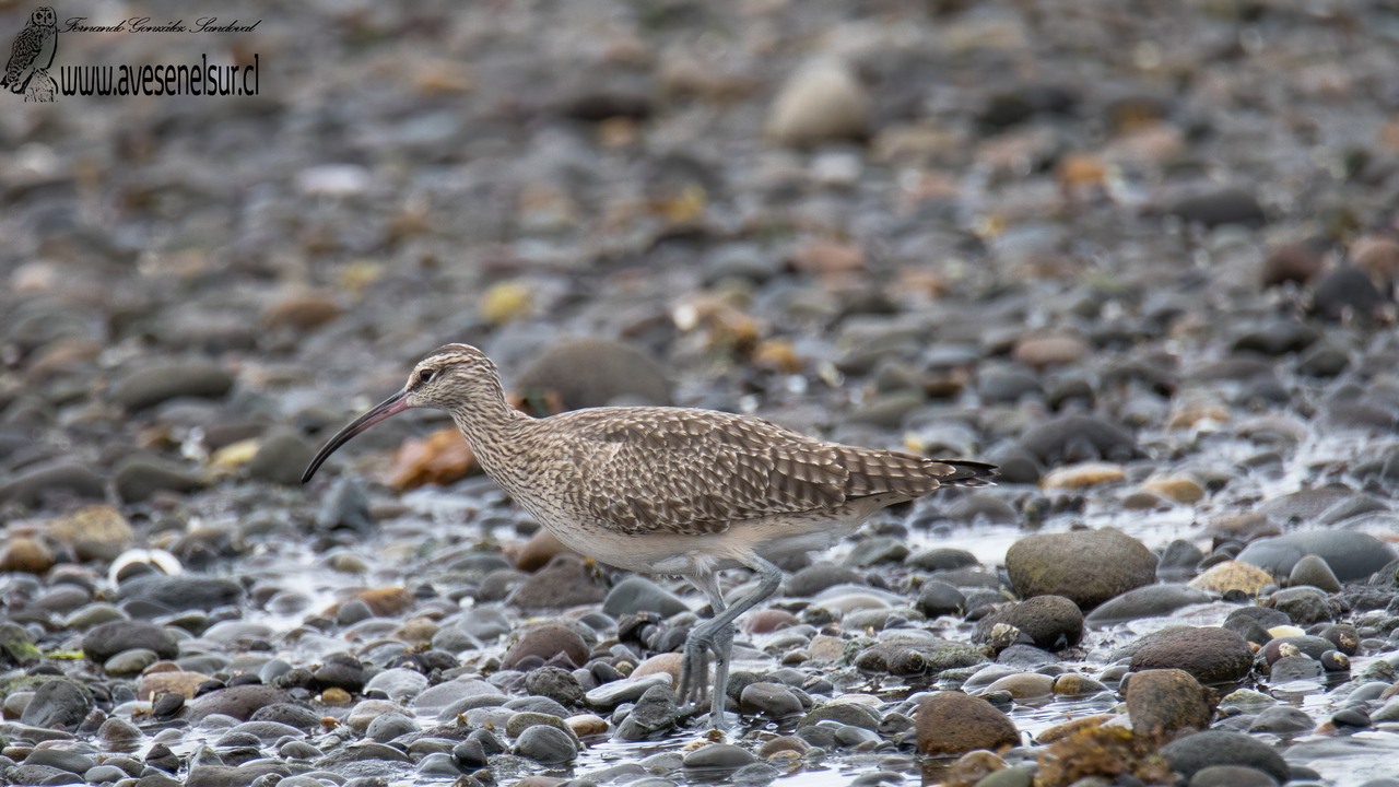 Zarapito - Numenius phaeopus (Linnaeus) 1758 Zarapito - Numenius phaeopus (Linnaeus) 1758