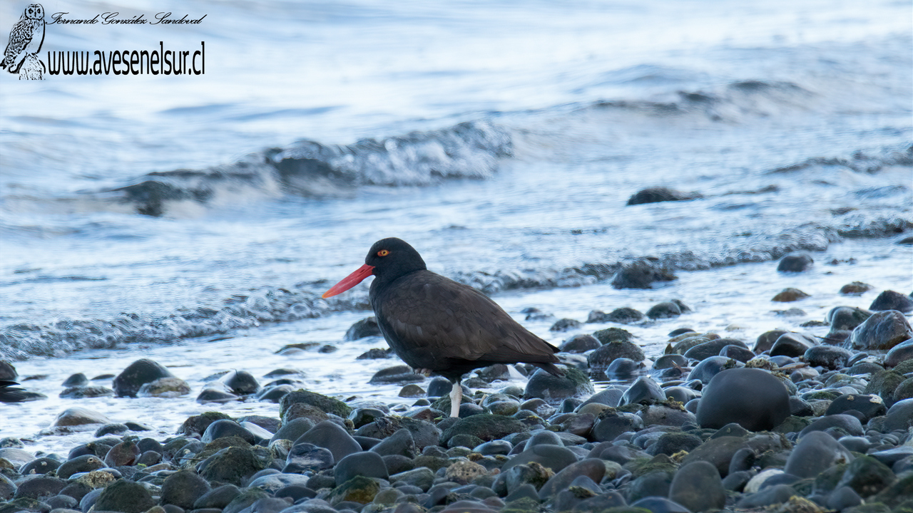 Pilpilén negro -Haematopus ater Vieillot 1825 Pilpilén negro -Haematopus ater Vieillot 1825