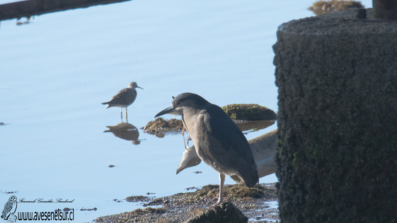 Huairavo - Nycticorax nycticorax Bonaparte 1758 Huairavo - Nycticorax nycticorax Bonaparte 1758