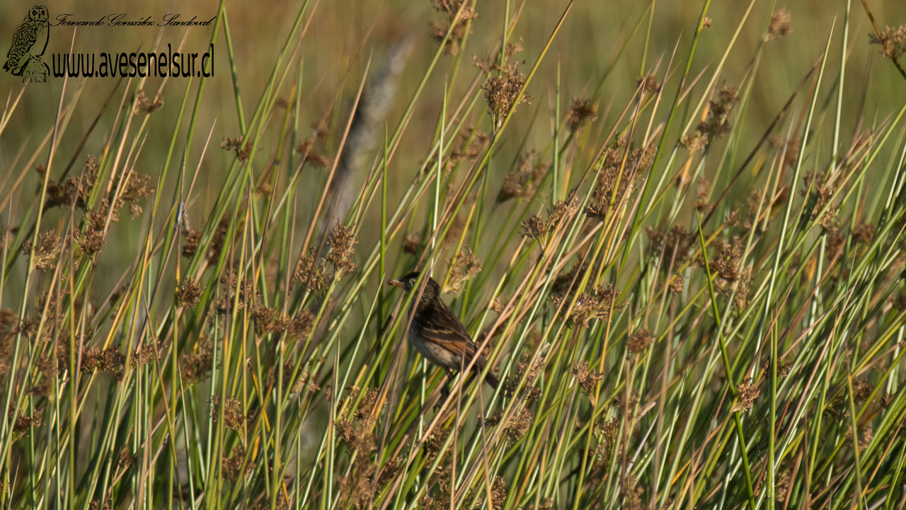 Run-run - Hymenops perspicillatus (Gmelin) 1789