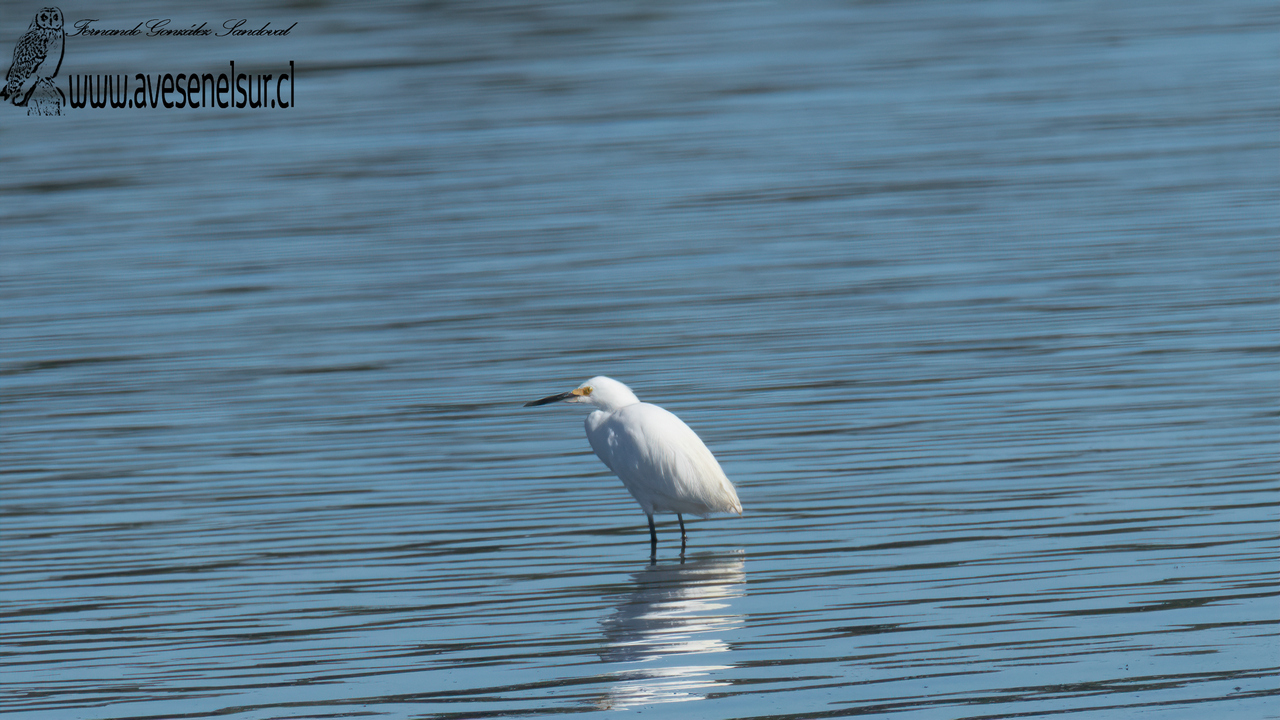 Garza chica - Egretta thula (Molina) 1782 Garza chica - Egretta thula (Molina) 1782