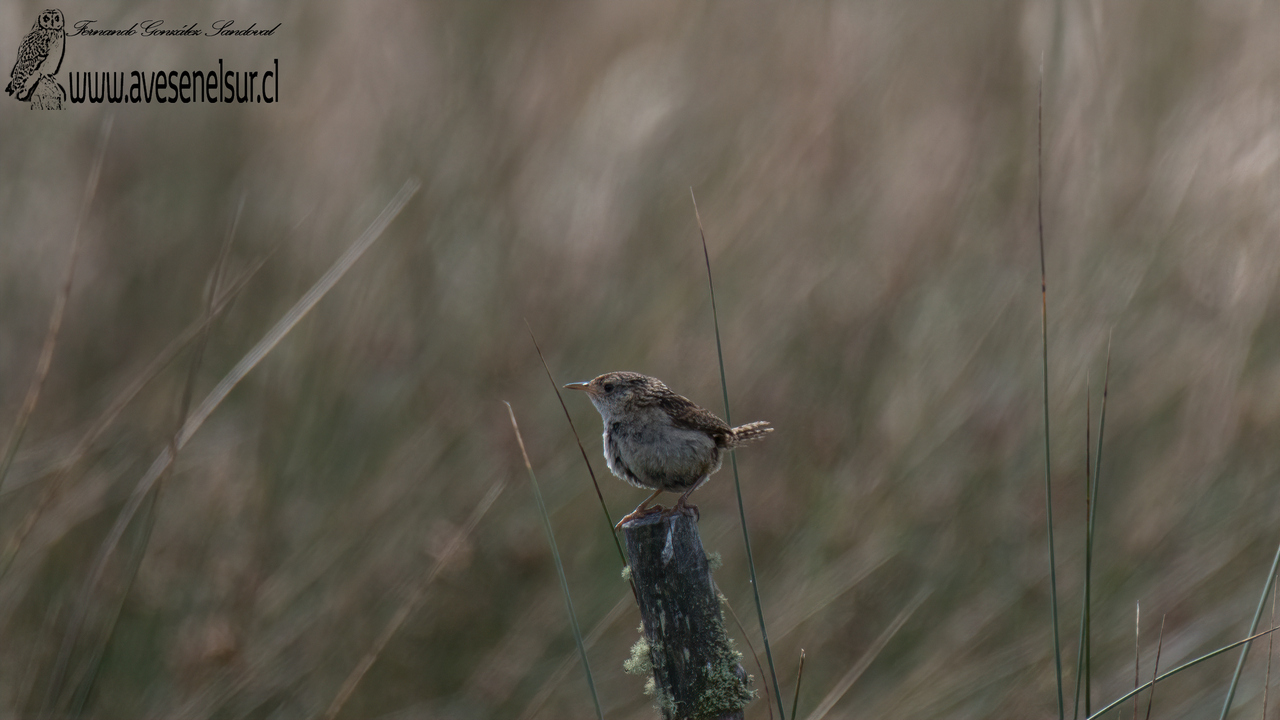 Chercán de las vegas - Cistothorus platensis (Latham) 1790