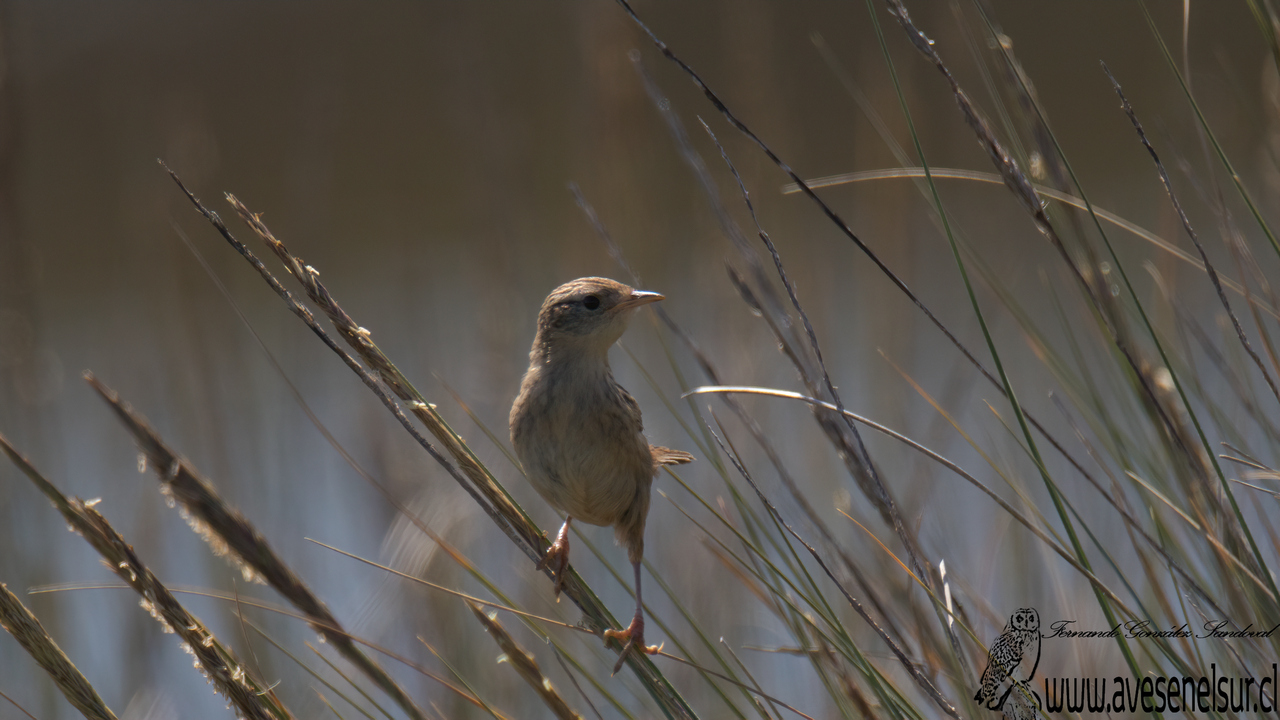Chercán de las vegas - Cistothorus platensis (Latham) 1790