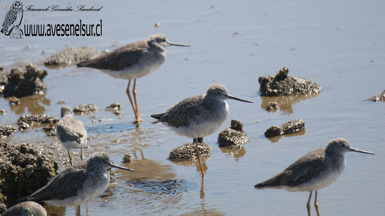 Pitotoy grande - Tringa melanoleuca (Gmelin) 1789 Pitotoy grande - Tringa melanoleuca (Gmelin) 1789