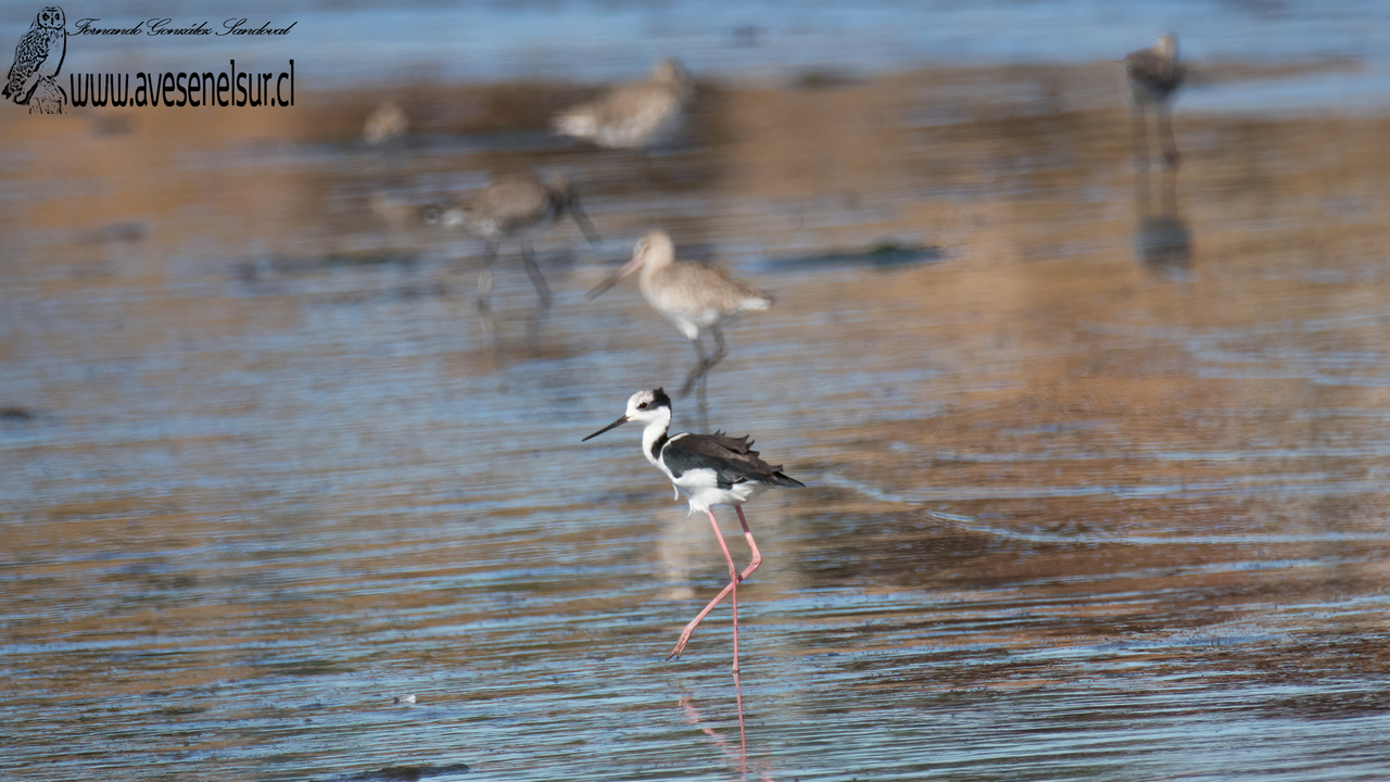 Perrito - Himantopus mexicanus (Müller) 1776