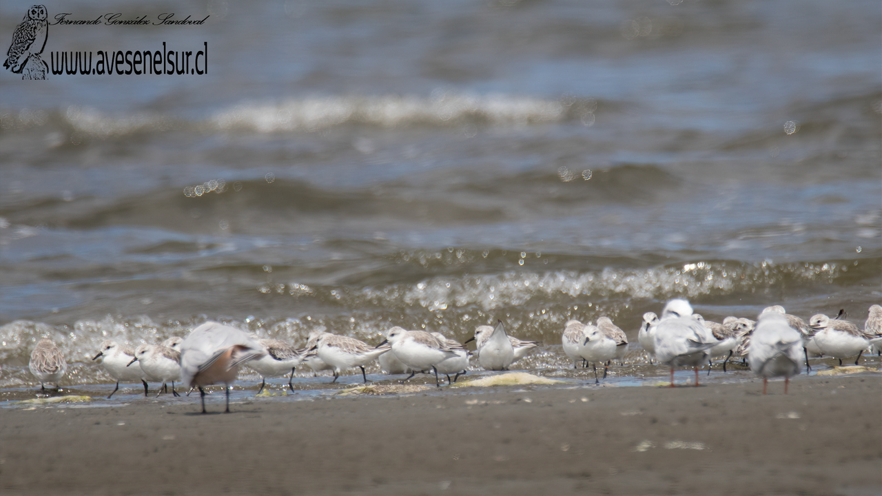 Playero blanco - Calidris alba (Pallas) 1764