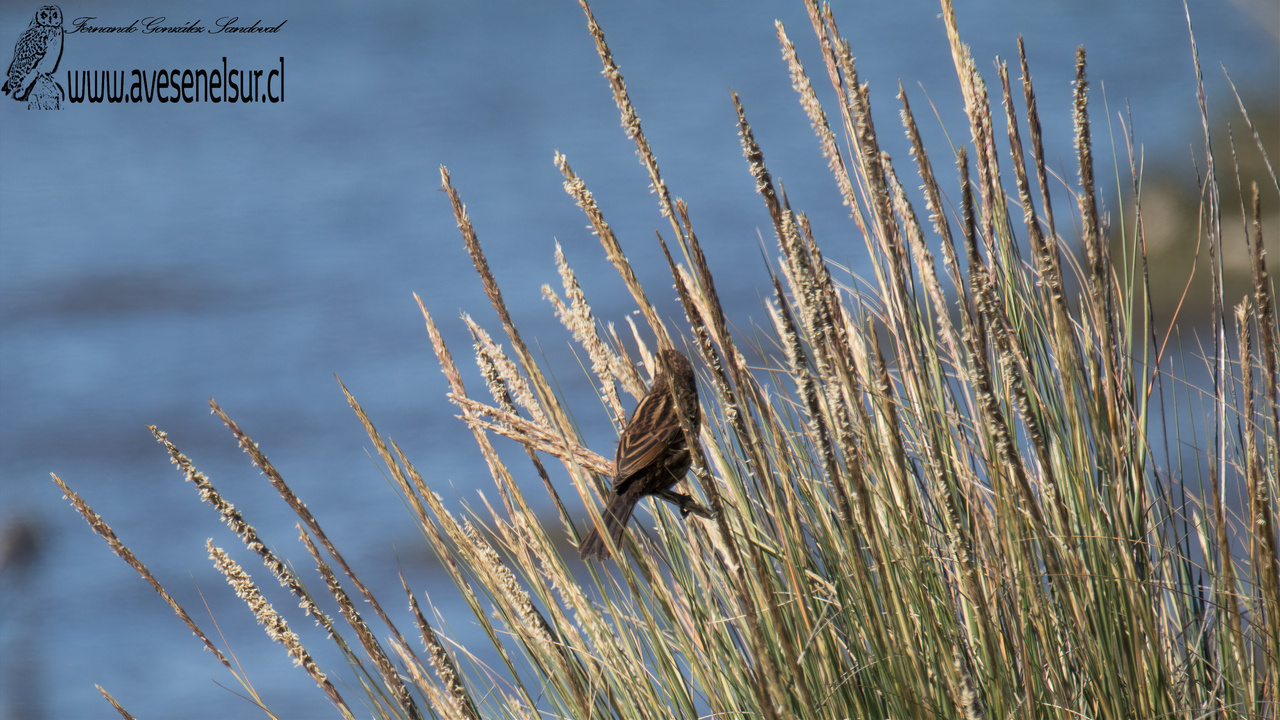 Trile - Agelasticus thilius (Molina) 1782