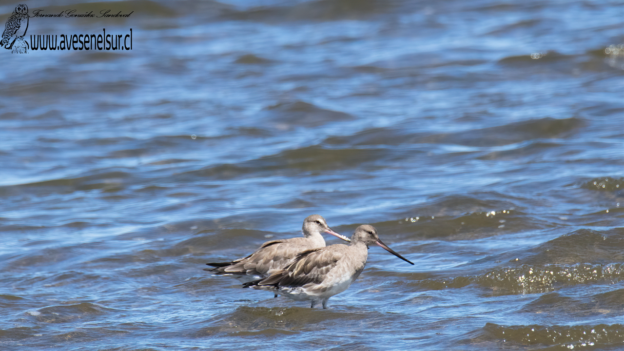 Zarapito de pico recto - Limosa haemastica (Linnaeus) 1758 Zarapito de pico recto - Limosa haemastica (Linnaeus) 1758