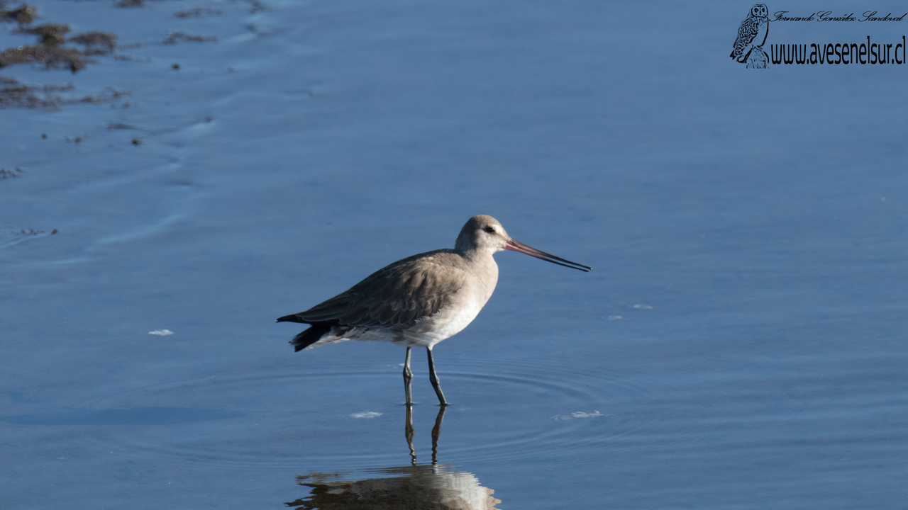 Zarapito de pico recto - Limosa haemastica (Linnaeus) 1758 Zarapito de pico recto - Limosa haemastica (Linnaeus) 1758
