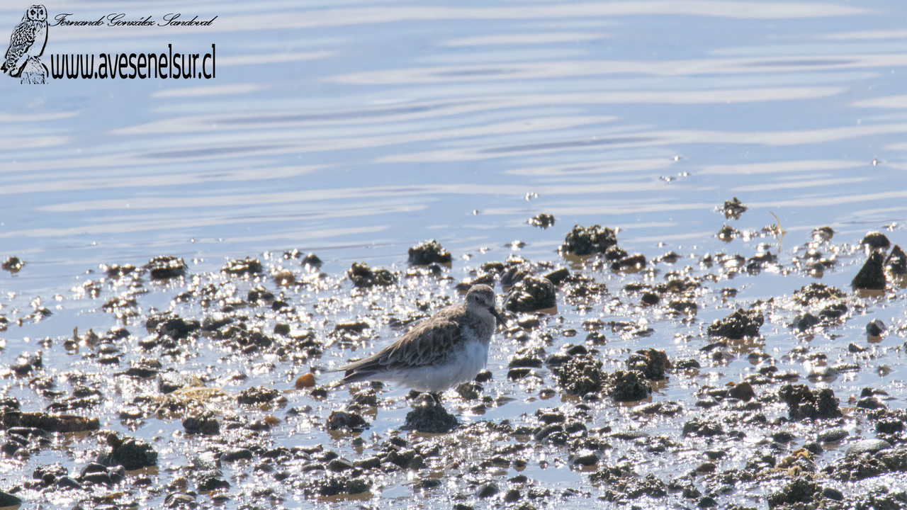 Playero de Baird - Calidris bairdii (Coues) 1861 Playero de Baird - Calidris bairdii (Coues) 1861