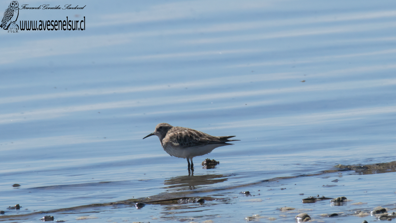 Playero de Baird - Calidris bairdii (Coues) 1861