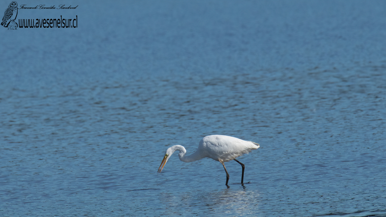 Garza grande - Ardea alba Linnaeus 1758 Garza grande - Ardea alba Linnaeus 1758