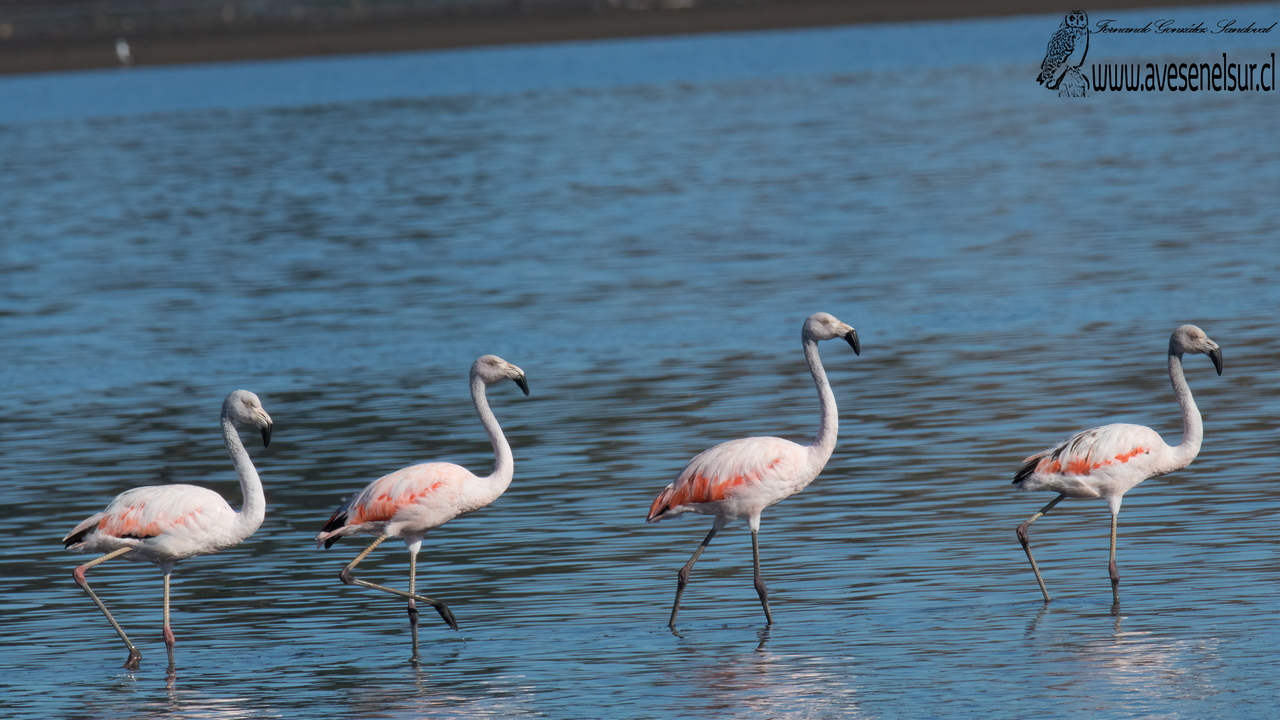 Flamenco chileno - Phoenicopterus chilensis Molina 1782 Flamenco chileno - Phoenicopterus chilensis Molina 1782
