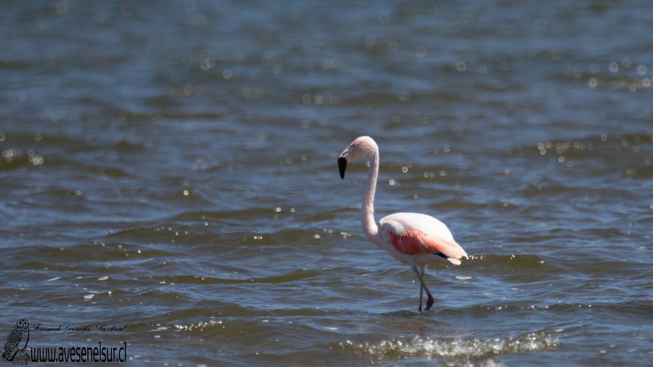 Flamenco chileno - Phoenicopterus chilensis Molina 1782 Flamenco chileno - Phoenicopterus chilensis Molina 1782