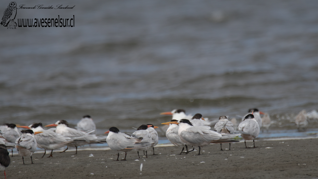 Gaviotín elegante - Thalasseus elegans (Gambel) 1849
