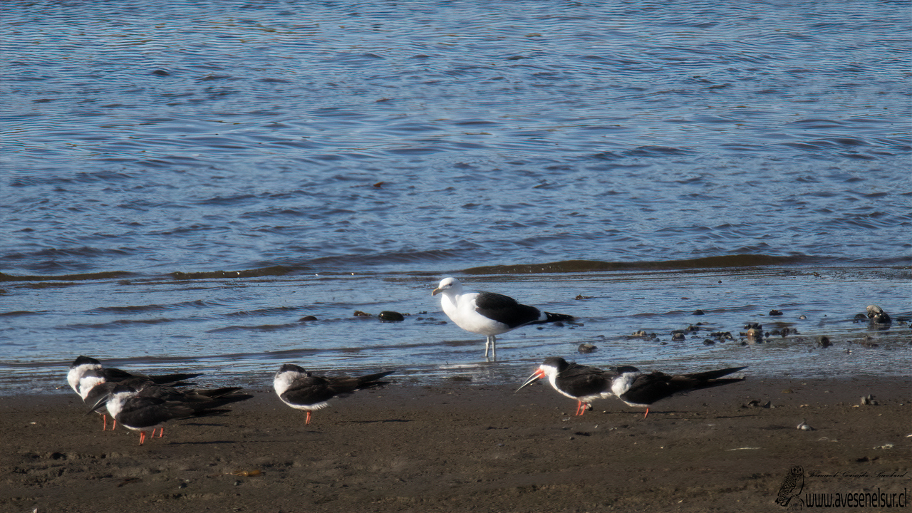Rayador - Rynchops niger Linnaeus 1758 Rayador - Rynchops niger Linnaeus 1758
