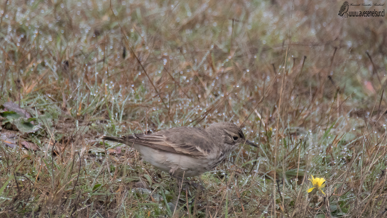 Minero - Geositta cunicularia (Vieillot) 1816 Minero - Geositta cunicularia (Vieillot) 1816