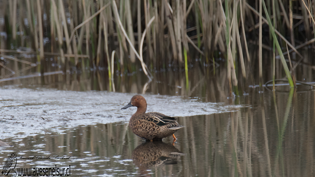 Pato colorado - Spatula cyanoptera (Vieillot) 1816