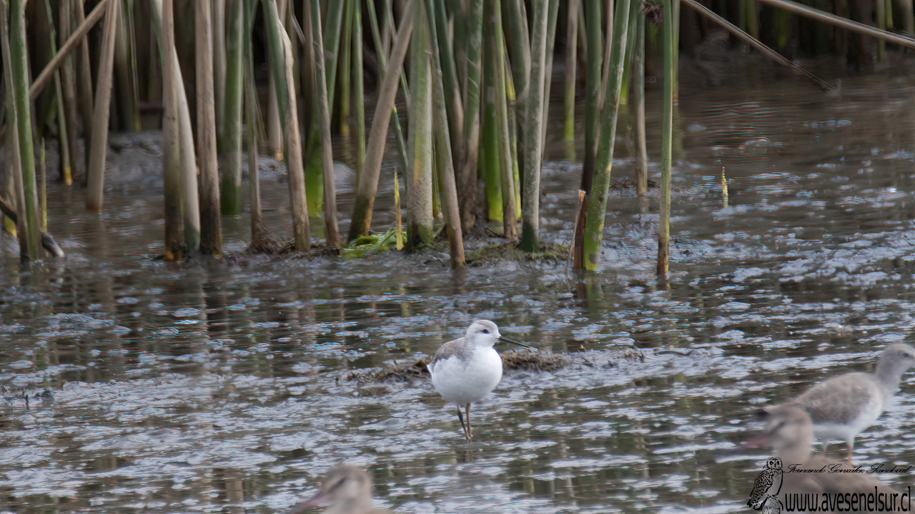 Pollito de mar tricolor - Phalaropus tricolor (Vieillot) 1819