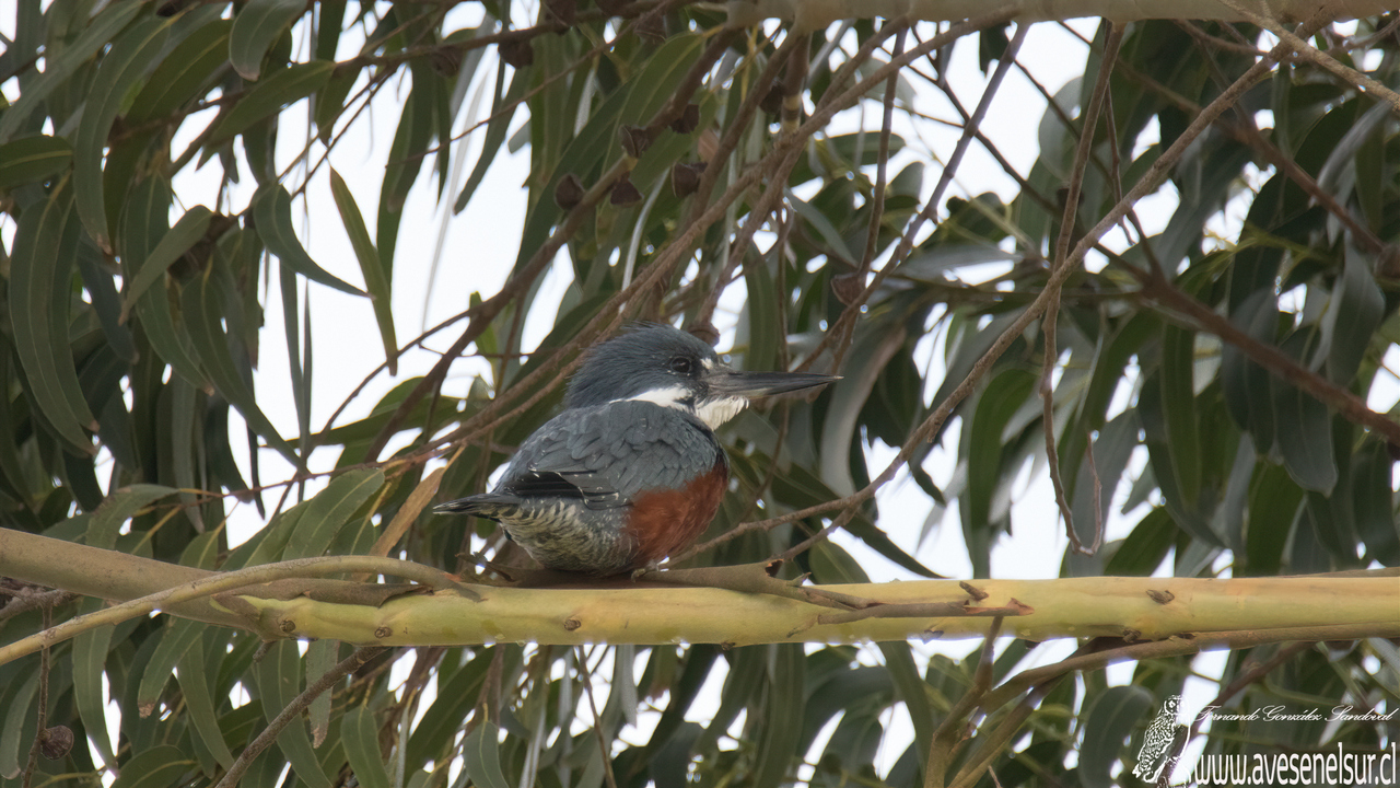 Martin pescador - Megaceryle torquata (Linnaeus) 1766