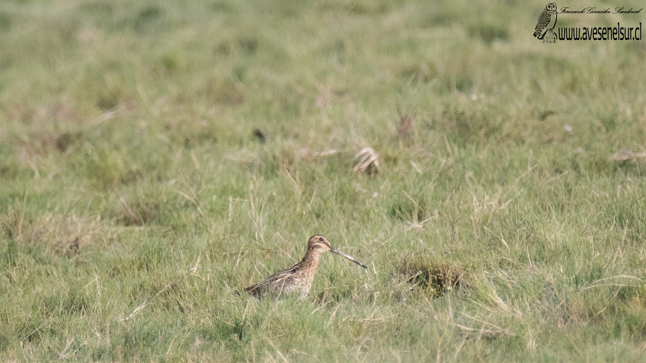 Becacina - Gallinago magellanica (King) 1828