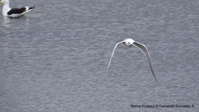 Gaviotín piquerito - Sterna trudeaui Audubon 1838