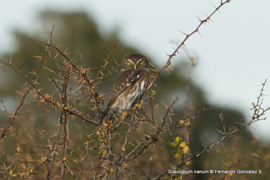 Chuncho - Glaucidium nana (King) 1827 Chuncho - Glaucidium nana (King) 1827