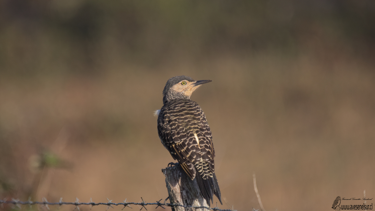 Pitío - Colaptes pitius (Molina) 1782