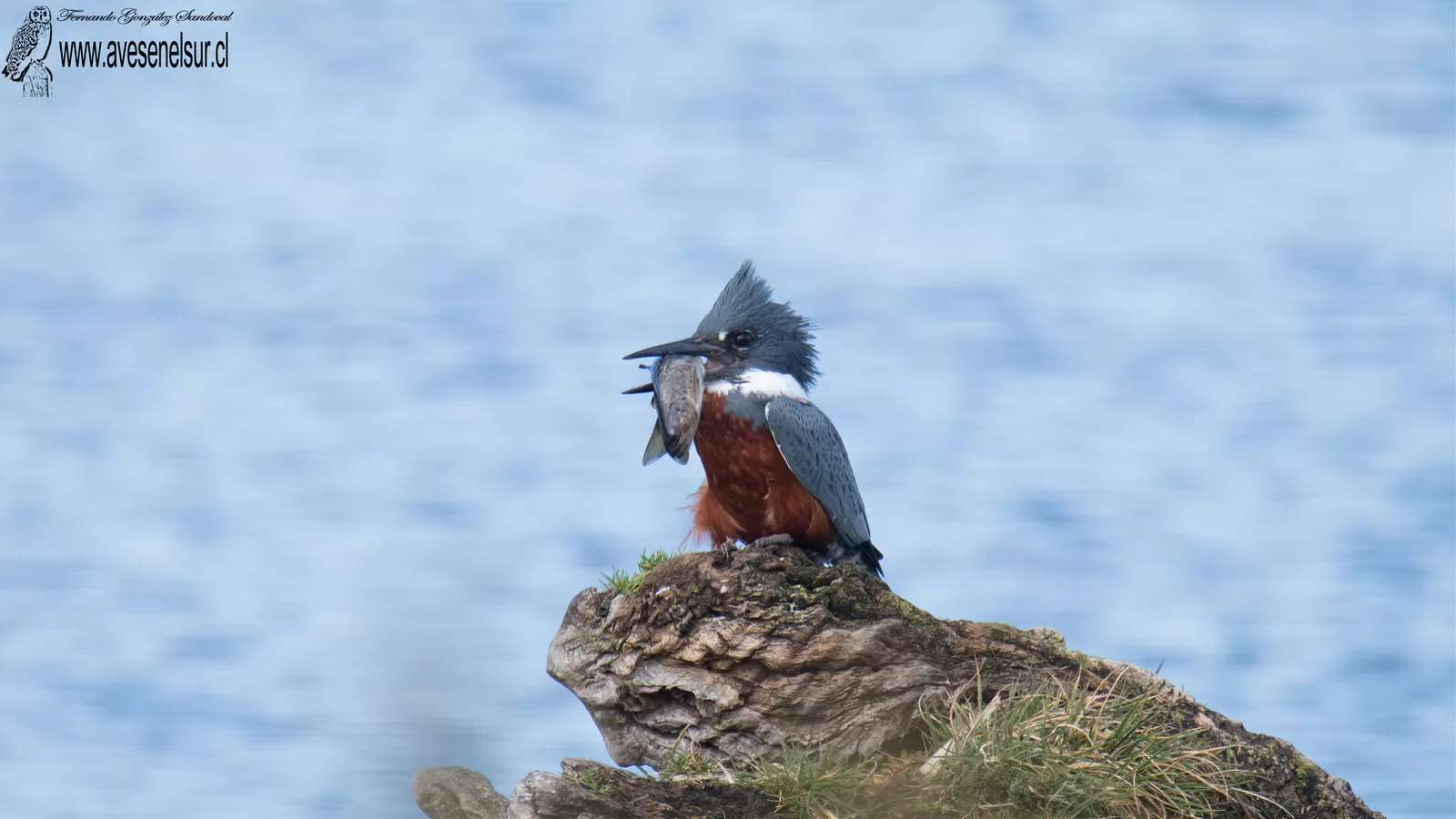 Martin pescador - Megaceryle torquata (Linnaeus) 1766