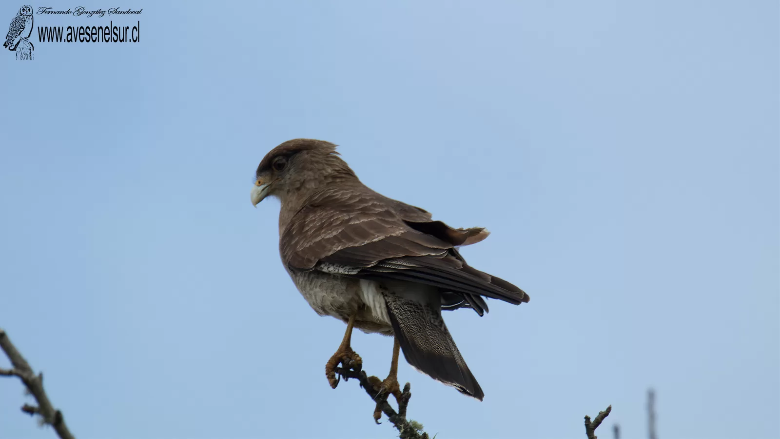 Tiuque - Daptrius chimango (Vieillot) 1816 Tiuque - Daptrius chimango (Vieillot) 1816