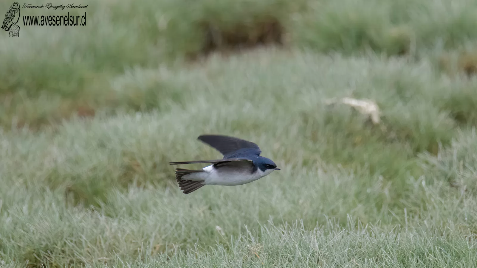 Golondrina chilena - Tachycineta leucopyga (Meyen) 1834 Golondrina chilena - Tachycineta leucopyga (Meyen) 1834