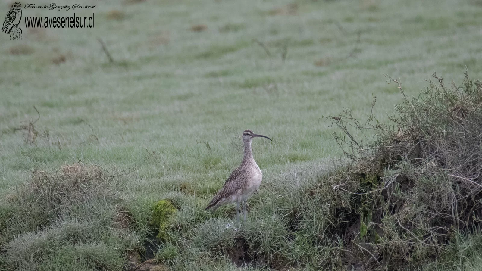 Zarapito - Numenius phaeopus (Linnaeus) 1758 Zarapito - Numenius phaeopus (Linnaeus) 1758
