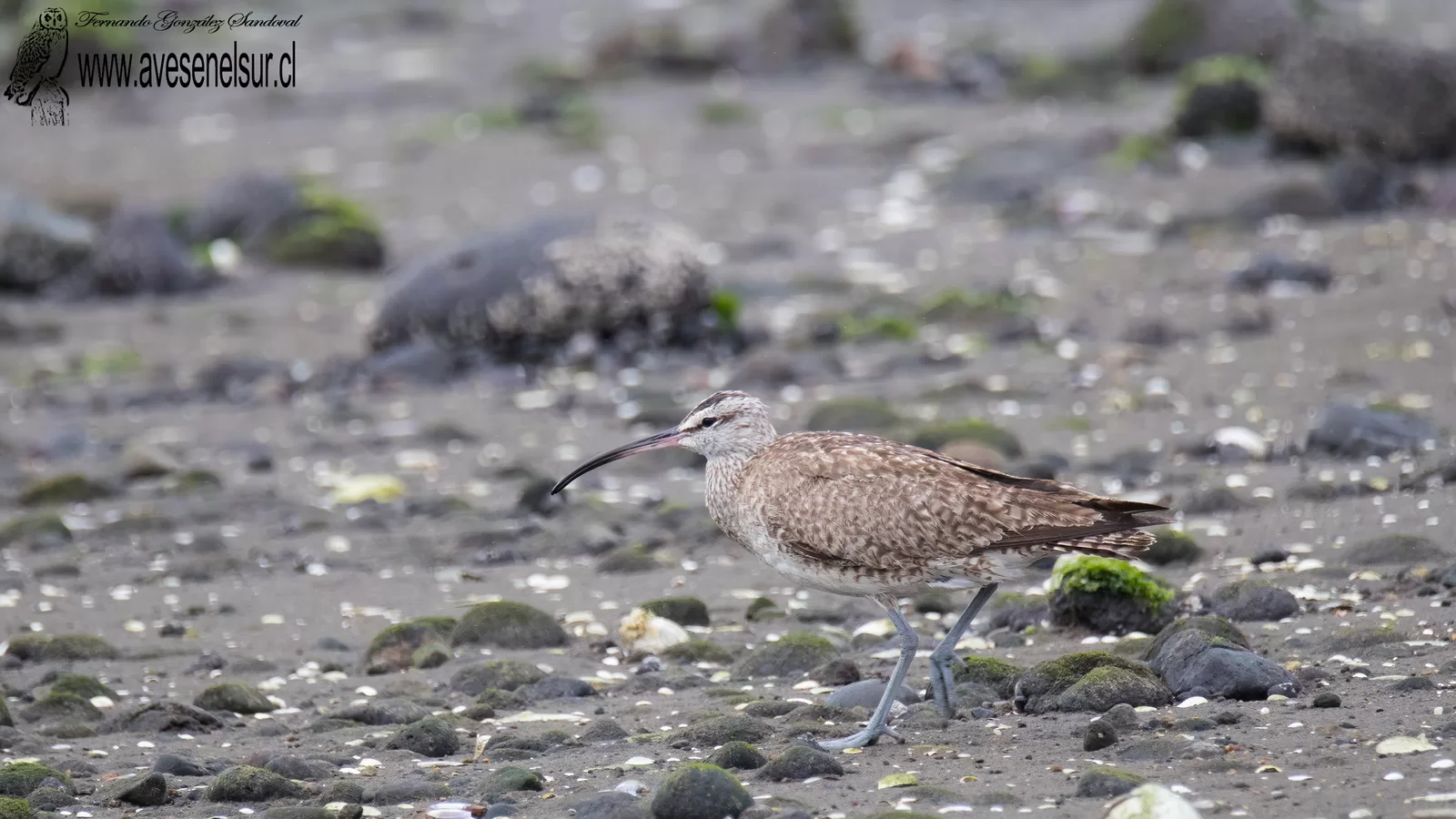 Zarapito - Numenius phaeopus (Linnaeus) 1758 Zarapito - Numenius phaeopus (Linnaeus) 1758