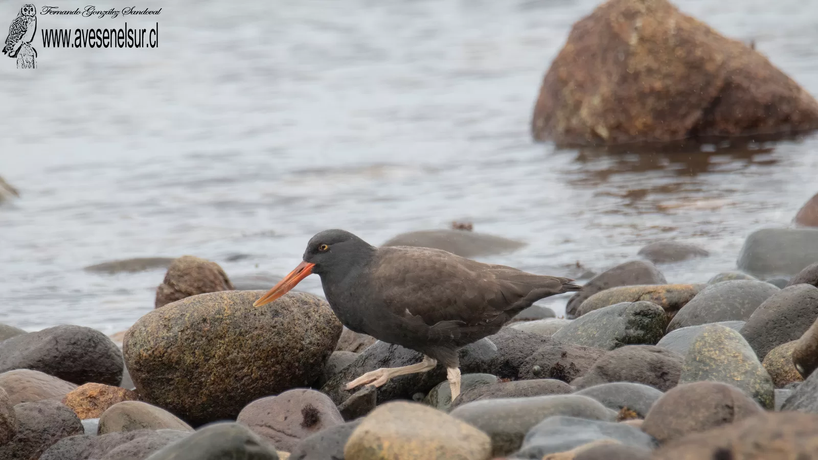 Pilpilén negro -Haematopus ater Vieillot 1825 Pilpilén negro -Haematopus ater Vieillot 1825