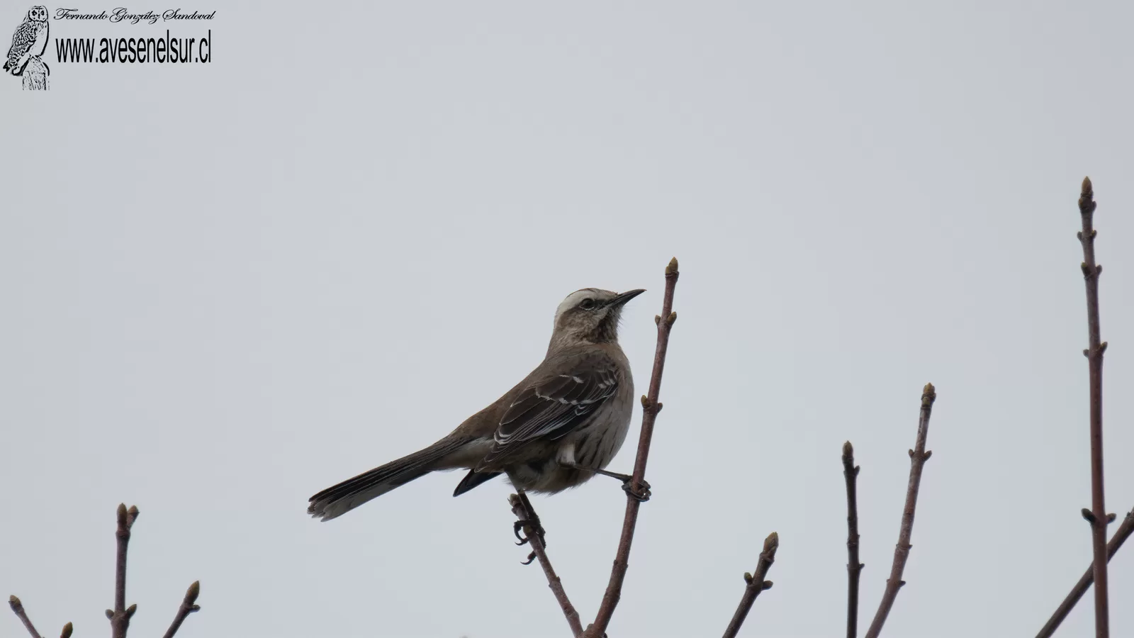 Tenca - Mimus thenca (Molina) 1782 Tenca - Mimus thenca (Molina) 1782