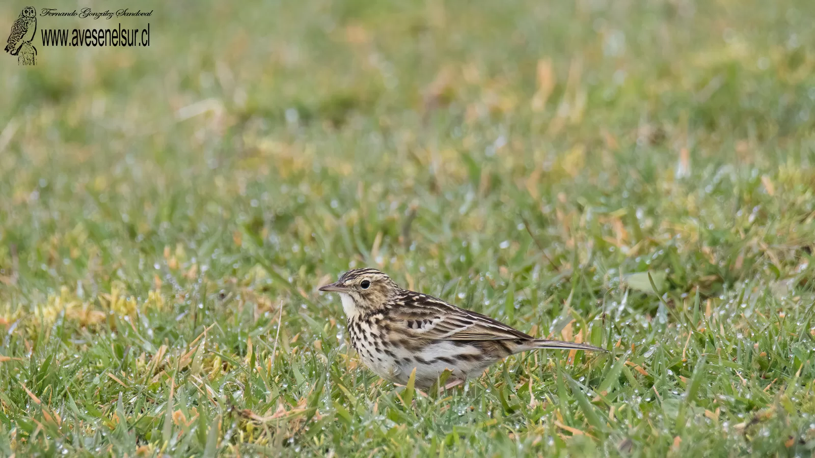 Bailarín chico - Anthus correndera Vieillot 1818 Bailarín chico - Anthus correndera Vieillot 1818
