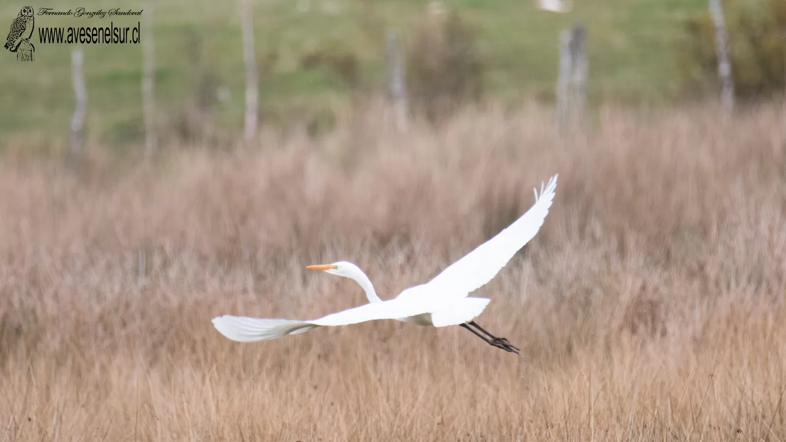 Garza grande - Ardea alba Linnaeus 1758 Garza grande - Ardea alba Linnaeus 1758