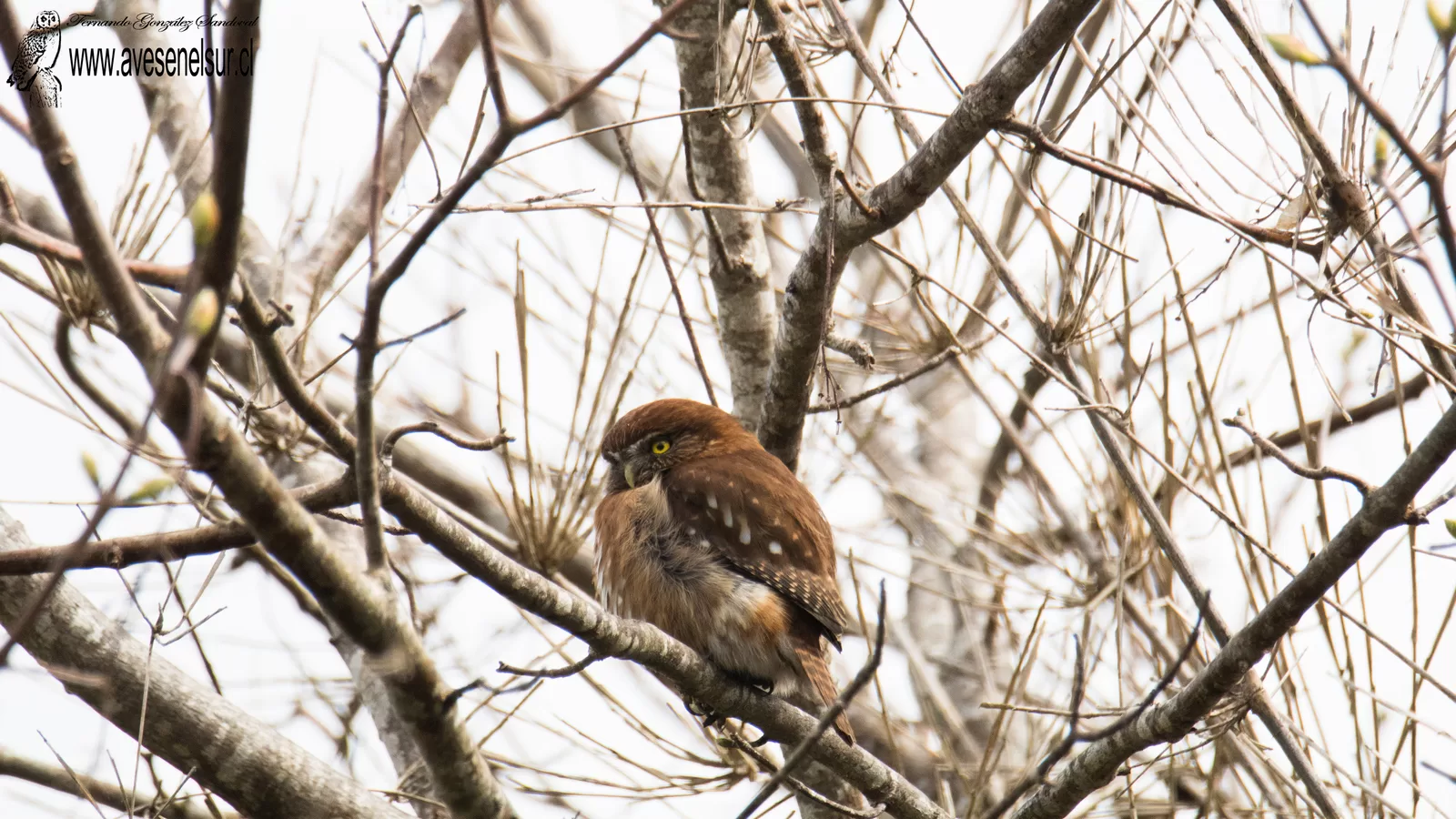 Chuncho - Glaucidium nana (King) 1827 Chuncho - Glaucidium nana (King) 1827