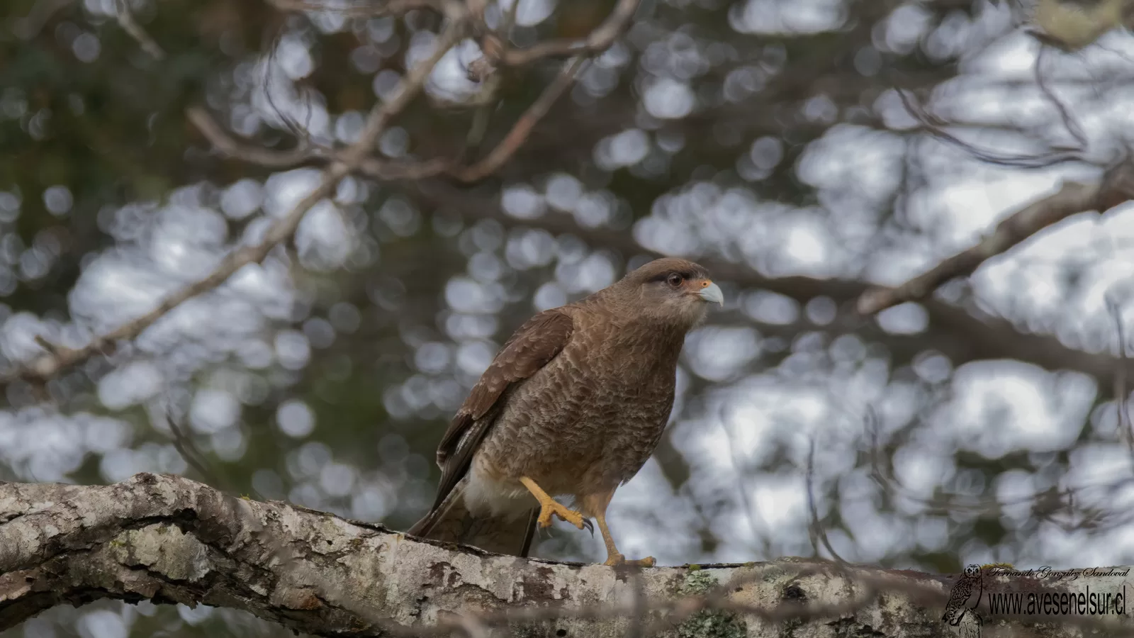 Tiuque - Daptrius chimango (Vieillot) 1816